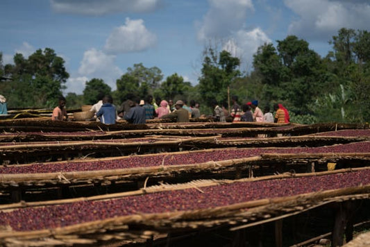 This Ethiopia Guji Single Origin is the JAM!